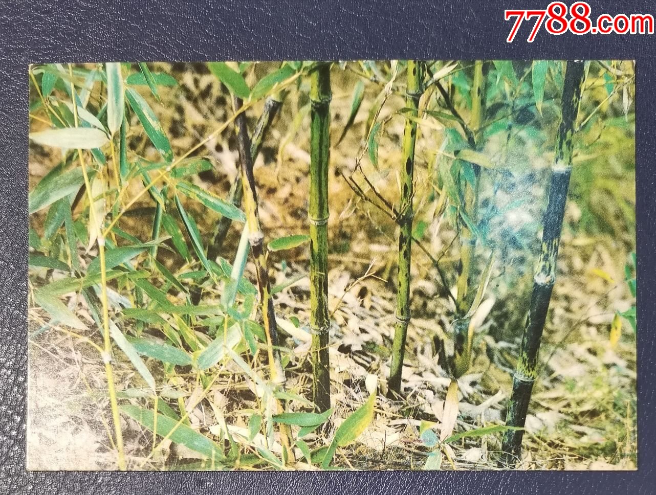 洞庭风光君山湘妃竹