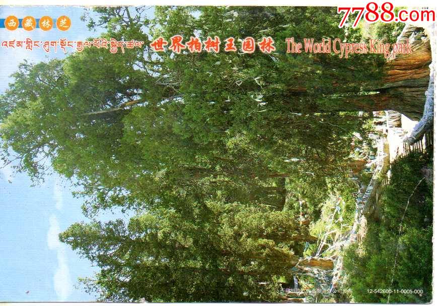 西藏林芝世界柏树王