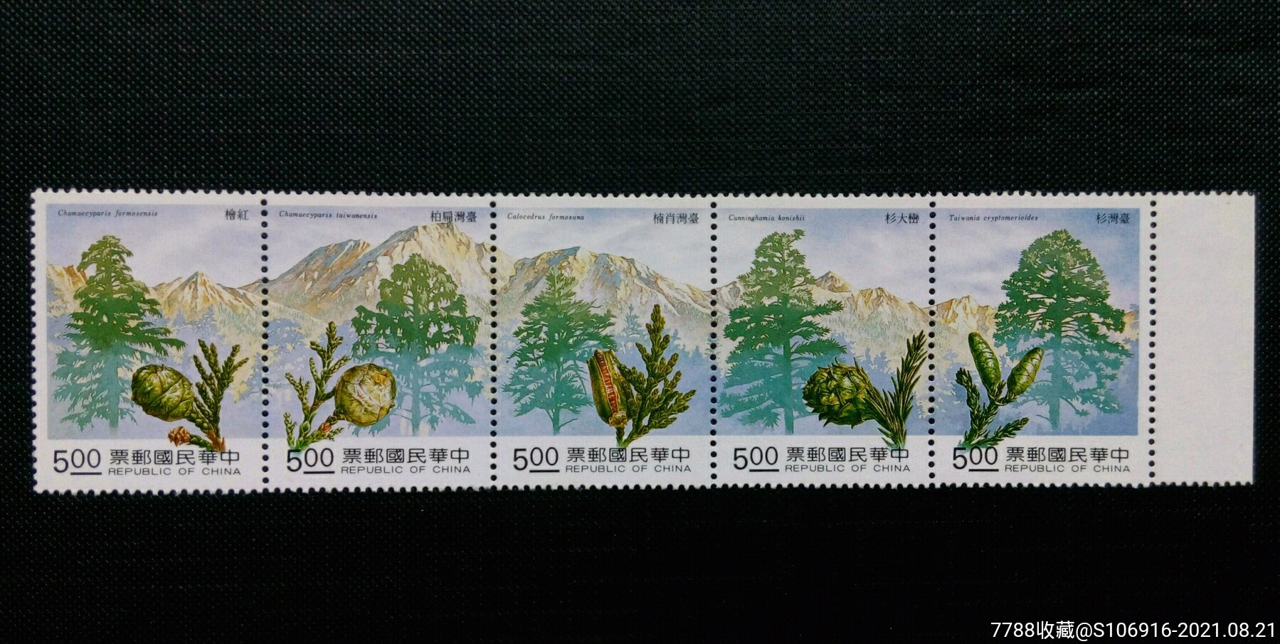 台湾杉树邮票5张