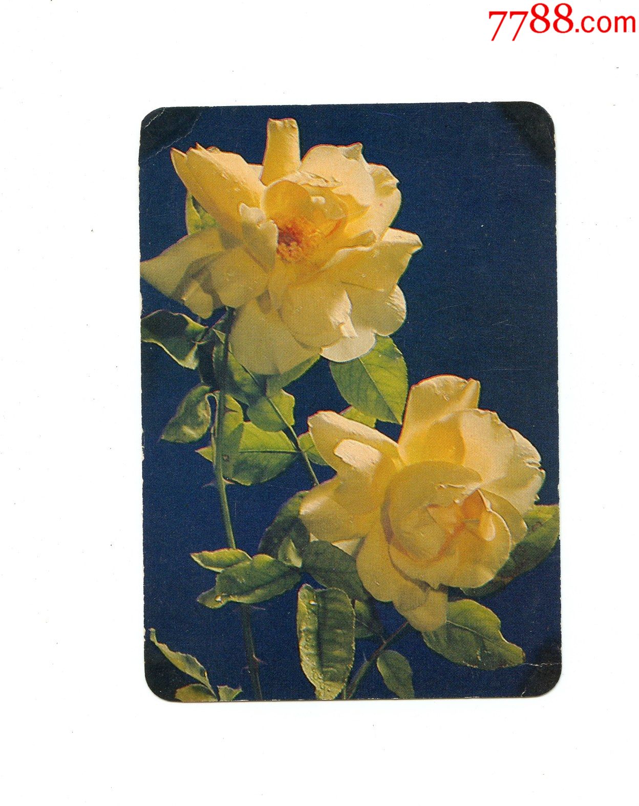 1976年年历卡,年历片—月季