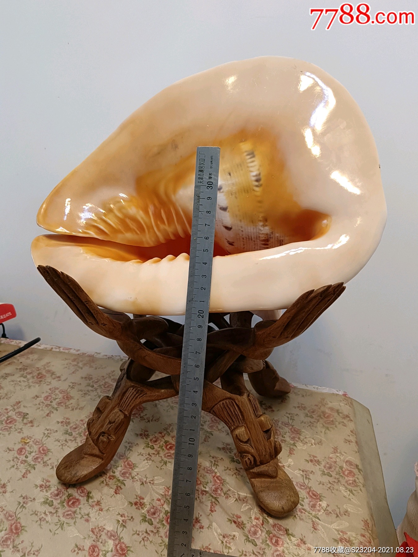 唐冠螺雕刻图片