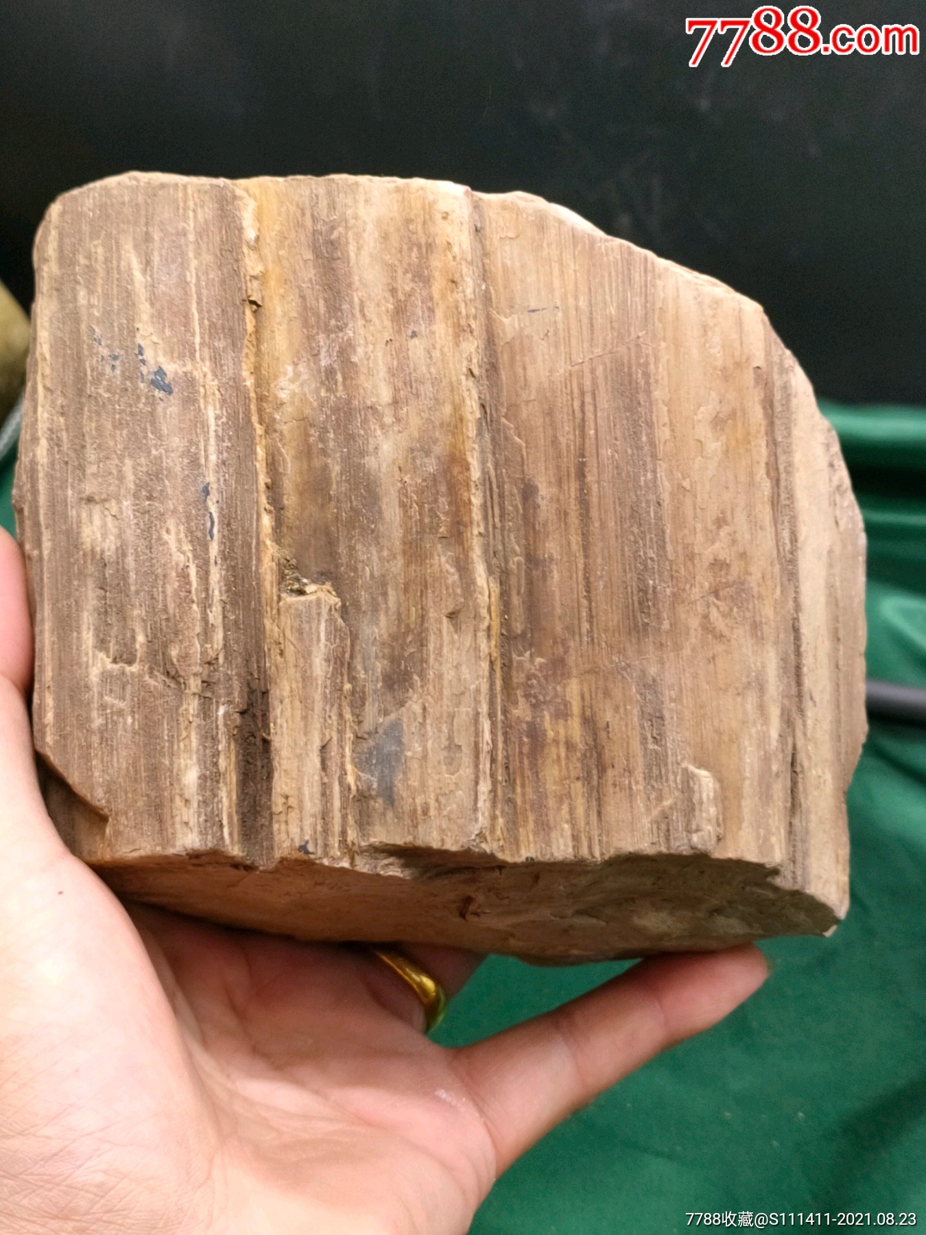 千万年木化石摆件