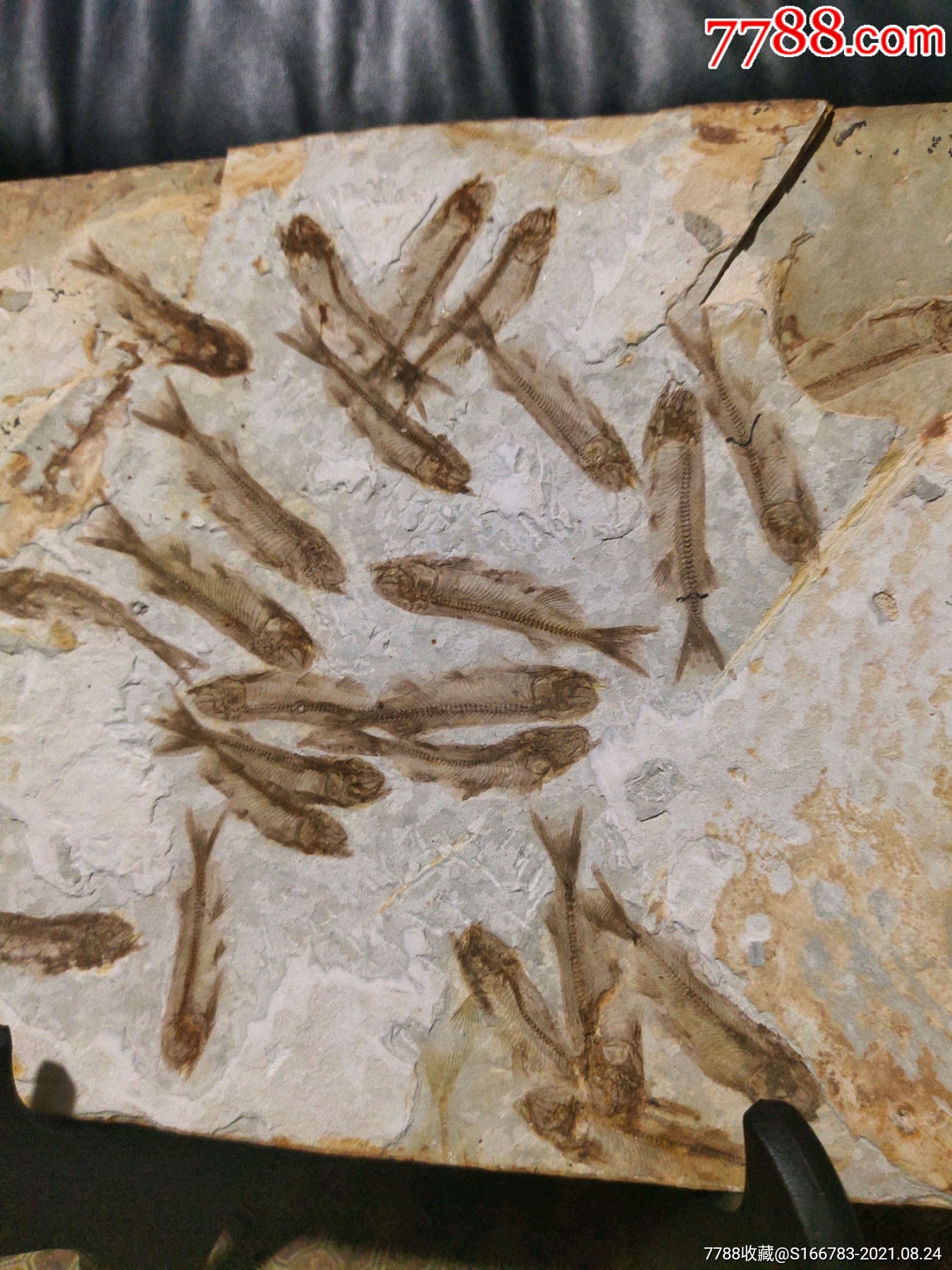 群鱼化石