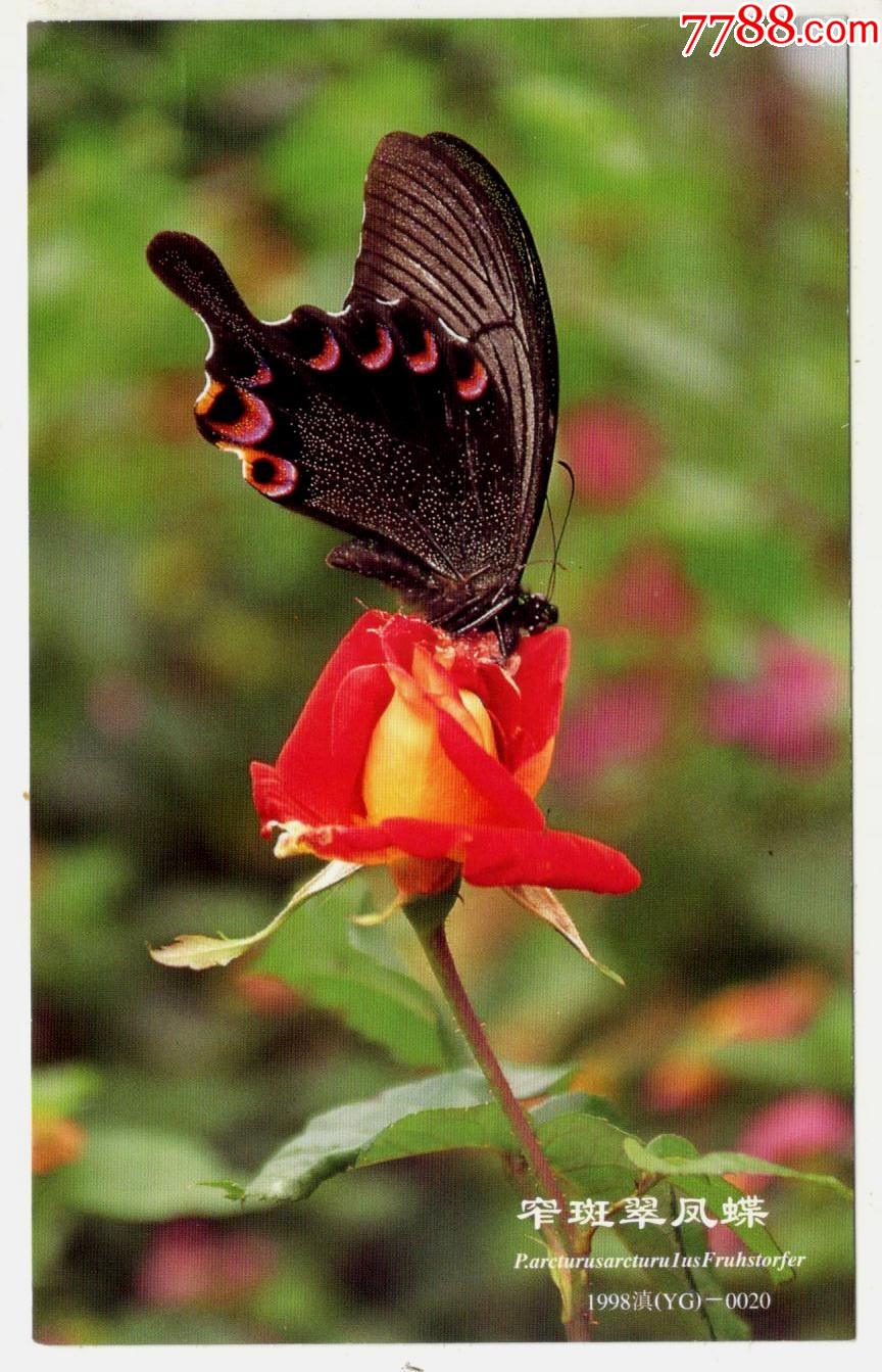 《40分玫瑰》邮资盖销片--窄斑翠凤蝶