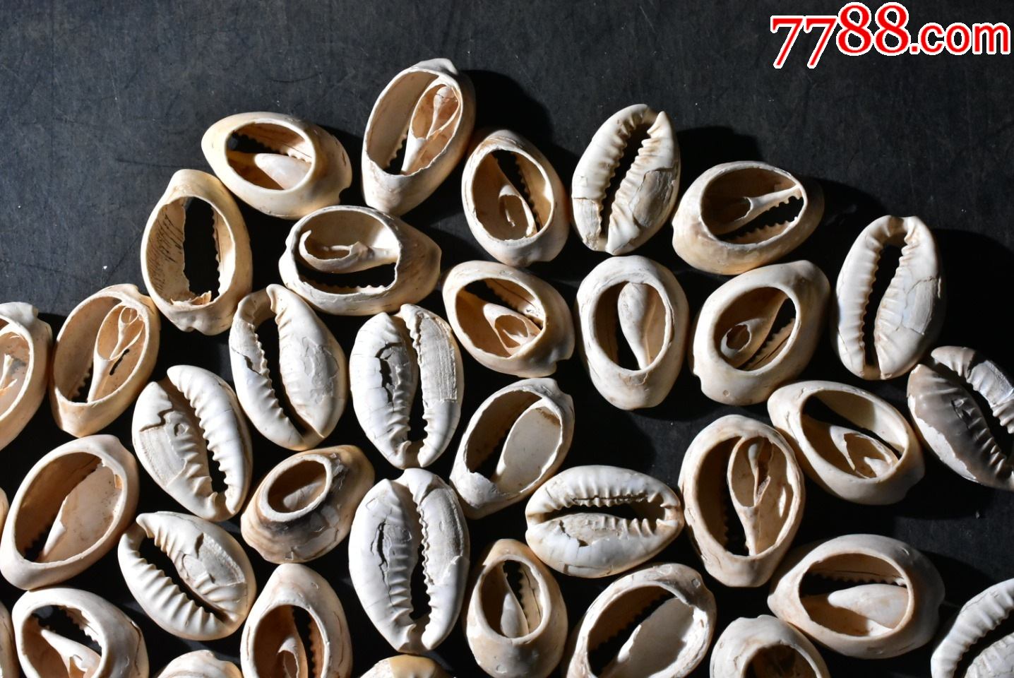 (玩0347)最早的钱币天然海贝币一组80枚