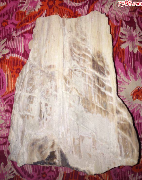 木化石_价格200元【谷浪屿怀旧收藏会馆】_第1张_7788收藏__收藏热线