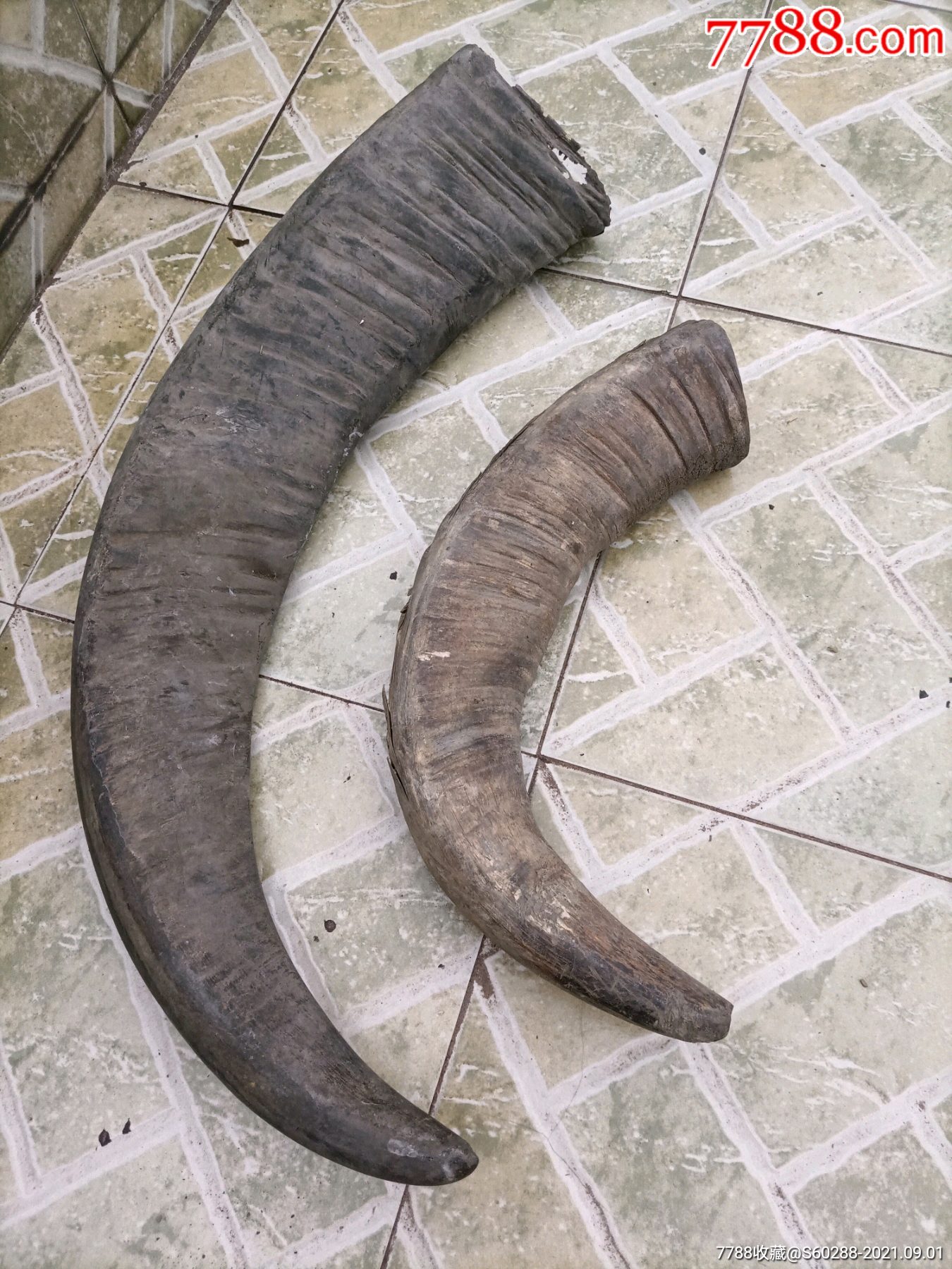 两只水牛角年代非常老大约六十年代的一大一小(包邮)