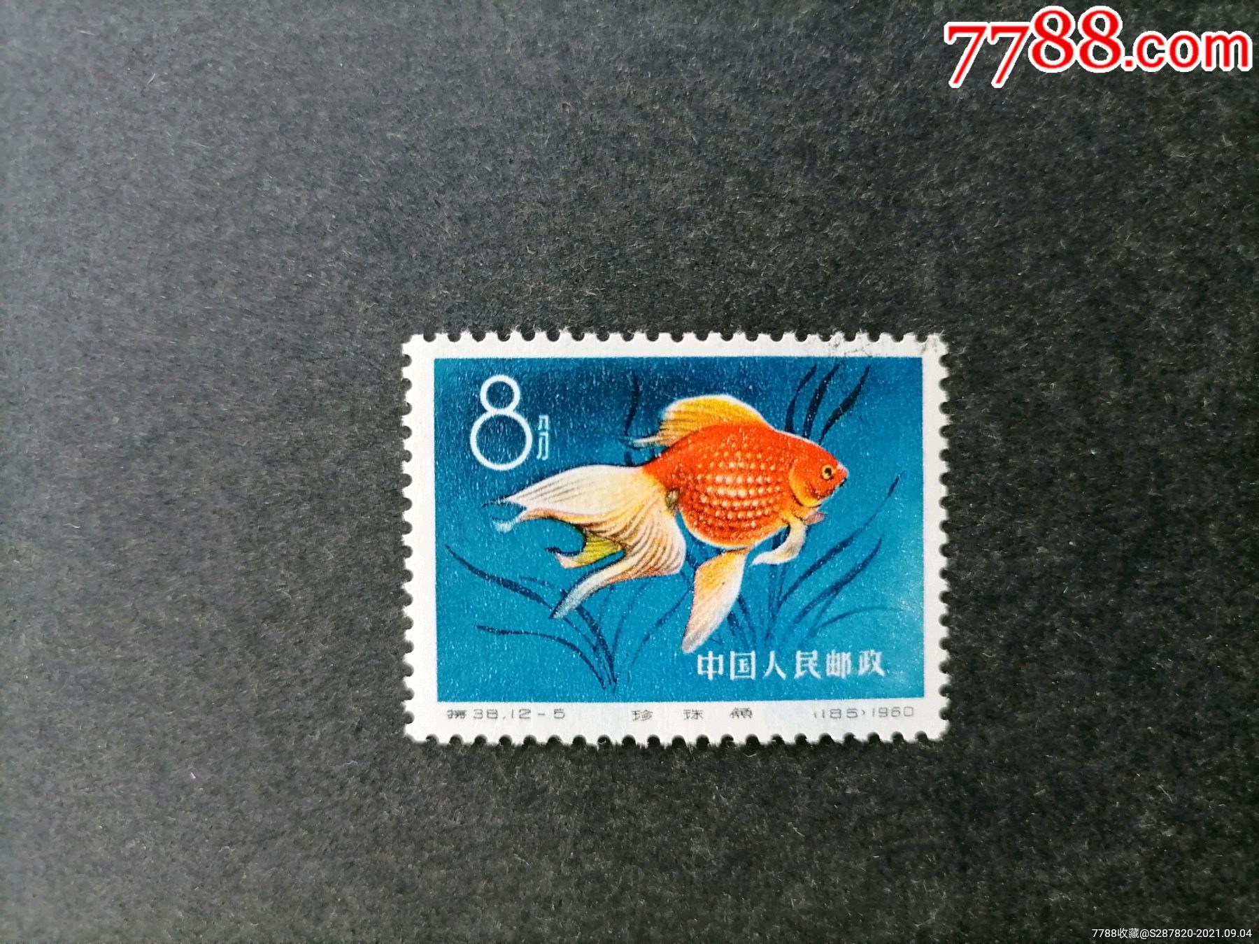 特38金鱼(12—5)-价格:30元-se82416226-新中国邮票-零售-7788收藏