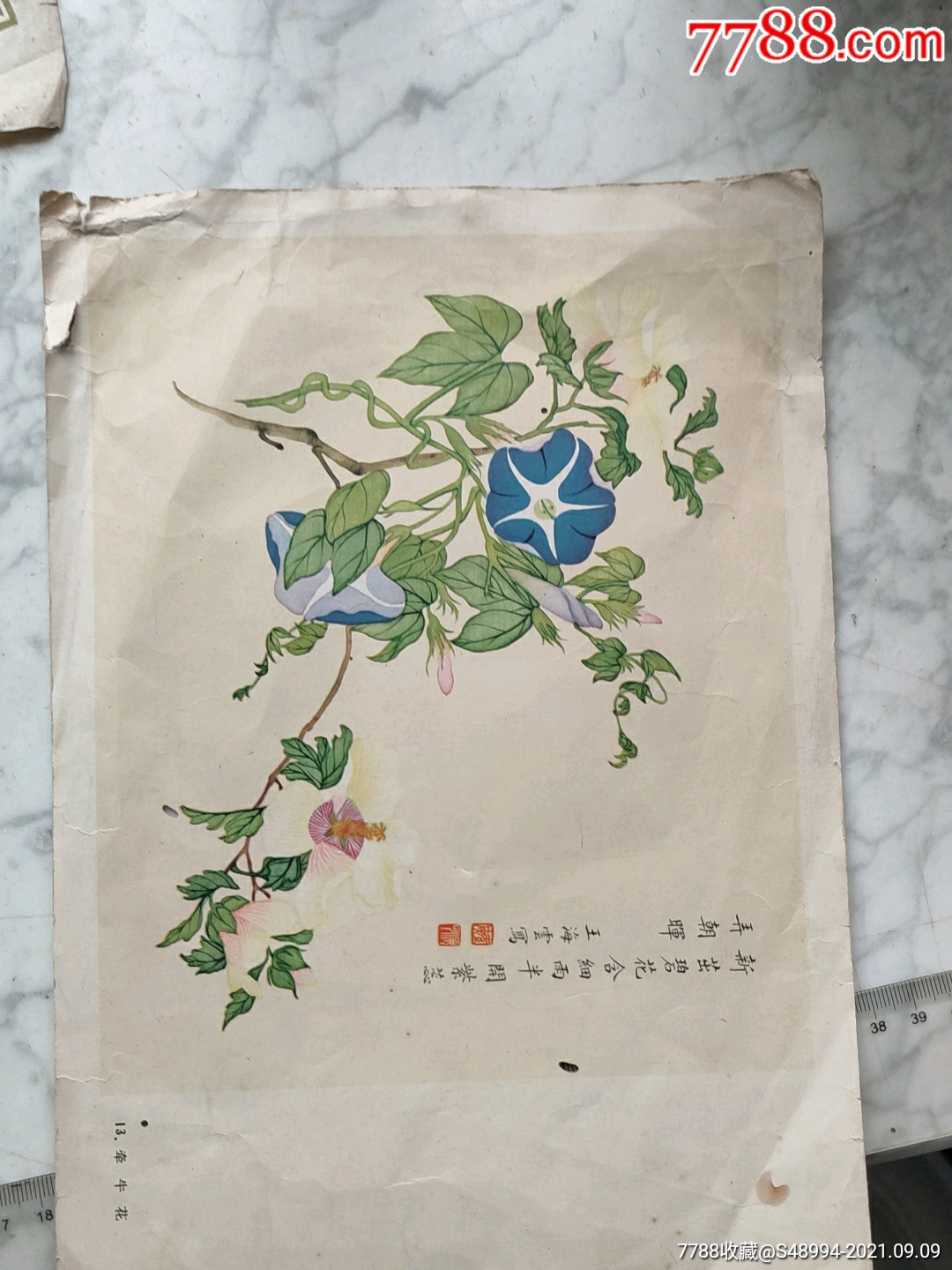 女画家王海云百花谱之牵牛花