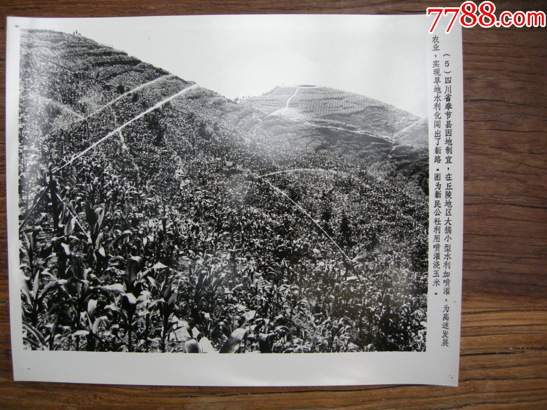 超大尺寸1978年四川省奉节县新民公社利用喷灌浇玉米