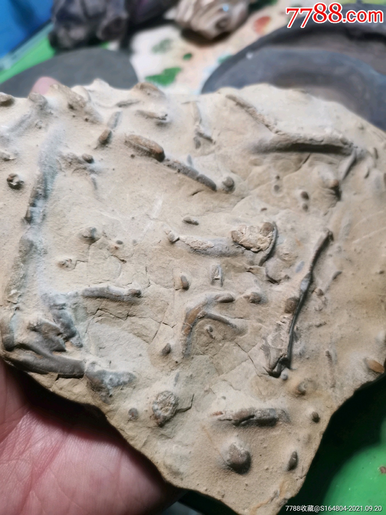 燕子石.海地化石_价格108元【徐氏文玩】_第1张_7788收藏__收藏热线