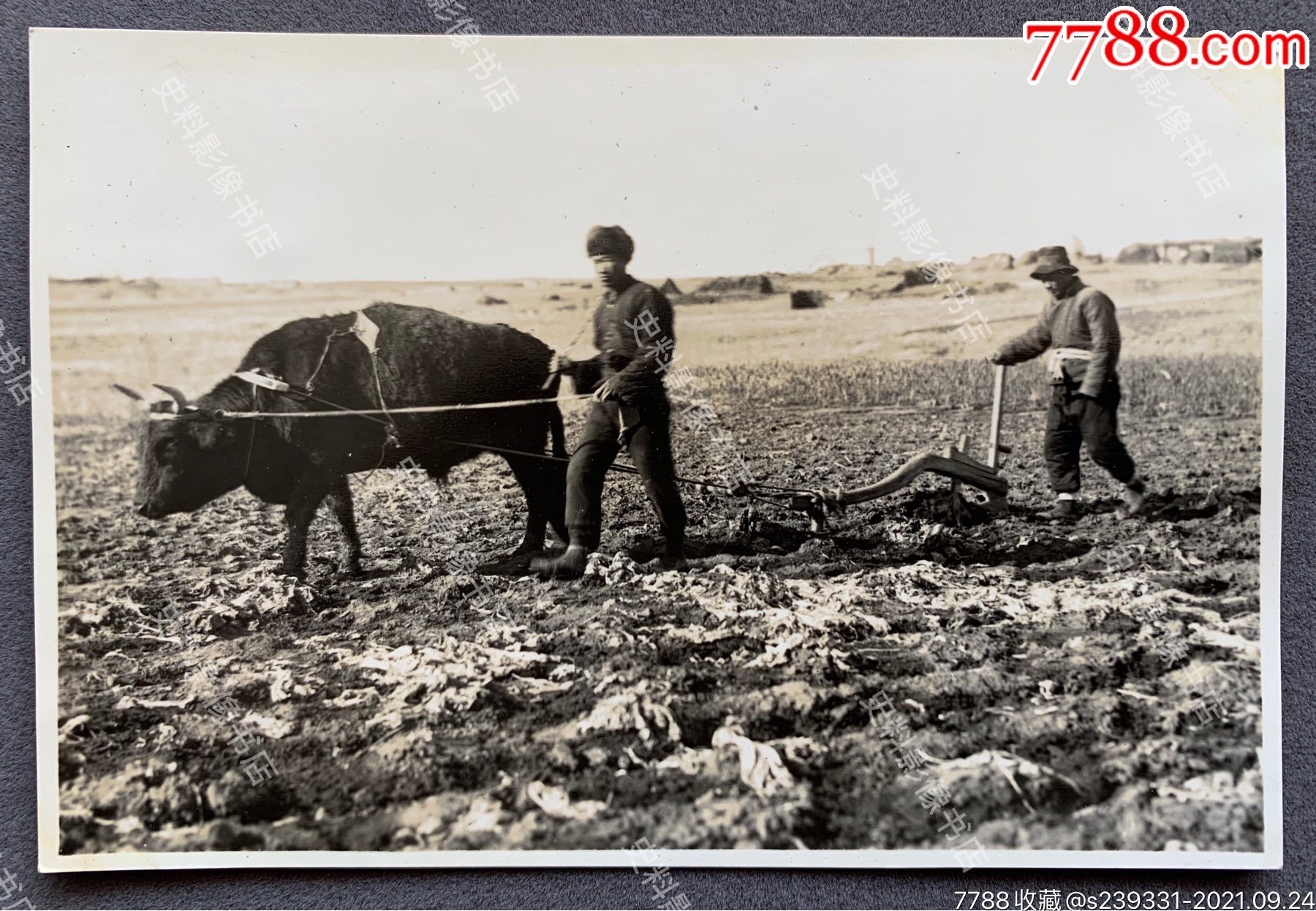 民国时期奉天沈阳郊外农民使用犁午耕地泛银老照片一枚