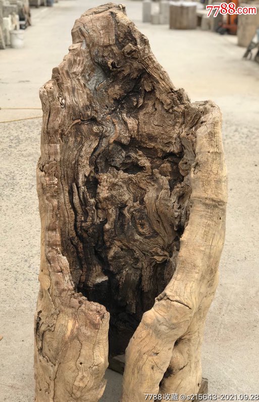 朽木,直径66厘米高1.46米够大