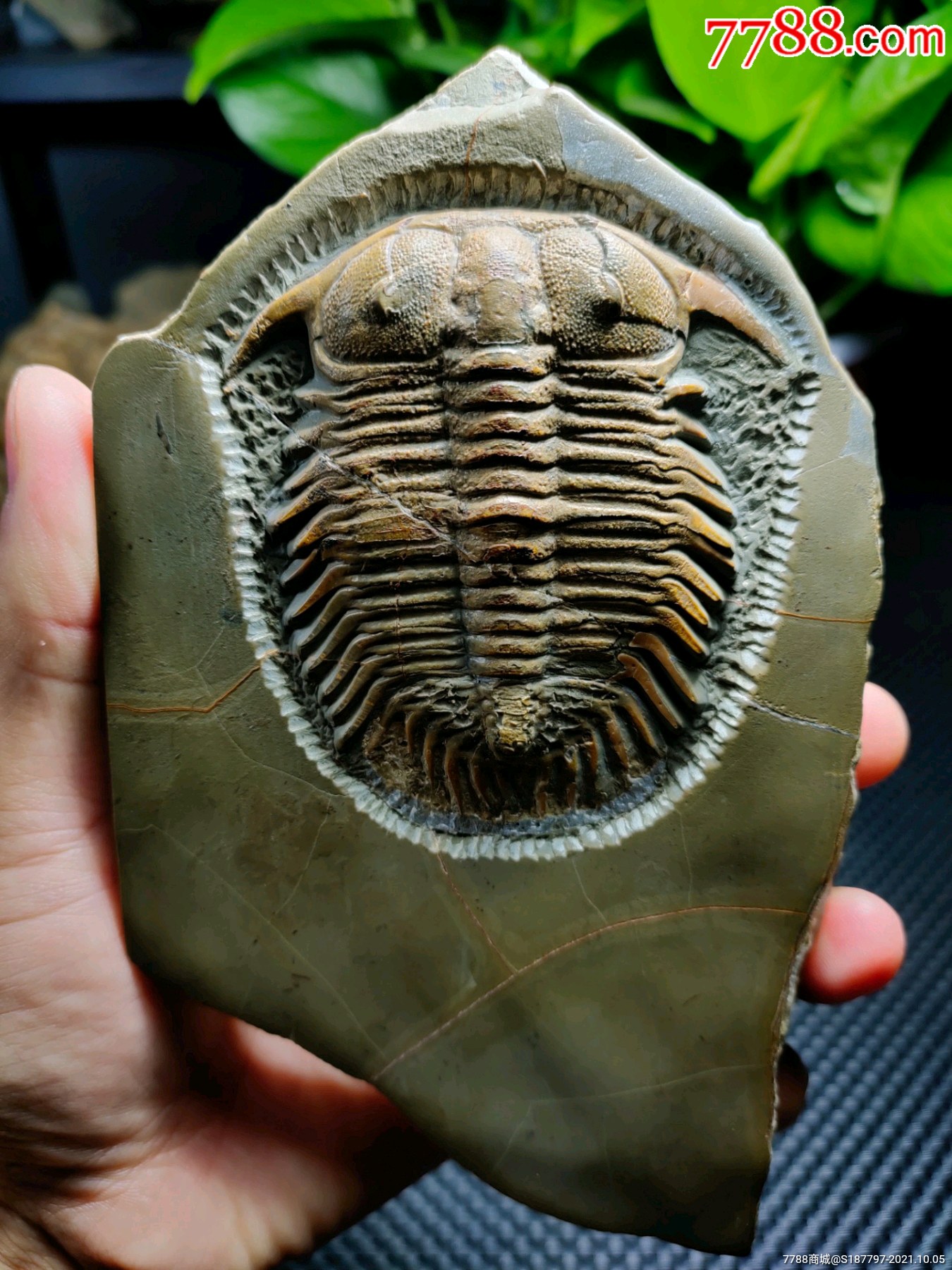 三叶虫化石_价格2880元_第1张_7788收藏__收藏热线