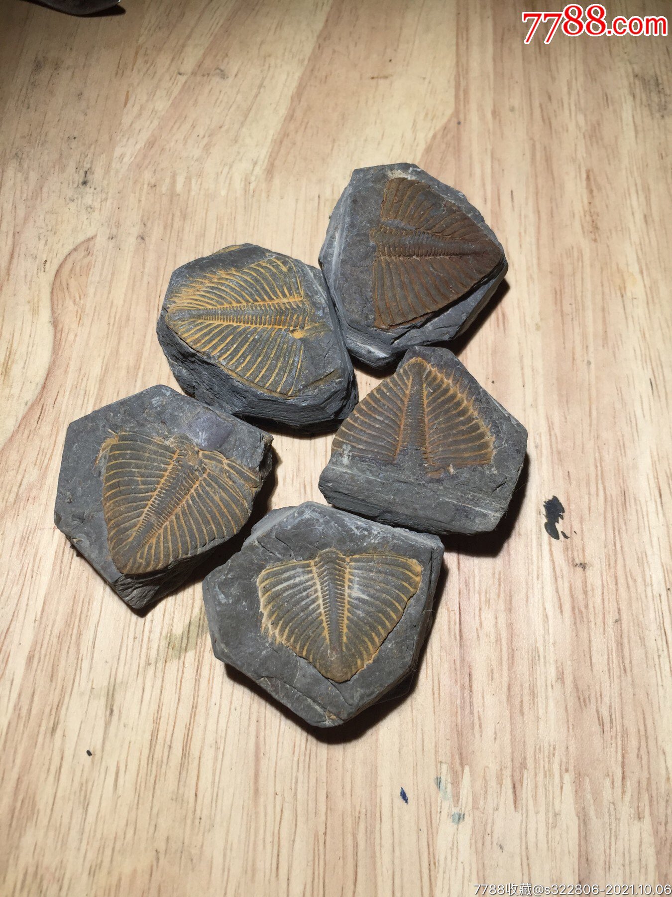 三叶虫化石