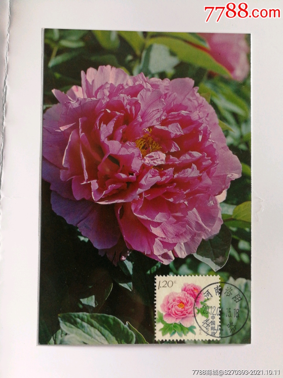 牡丹花极限明信片