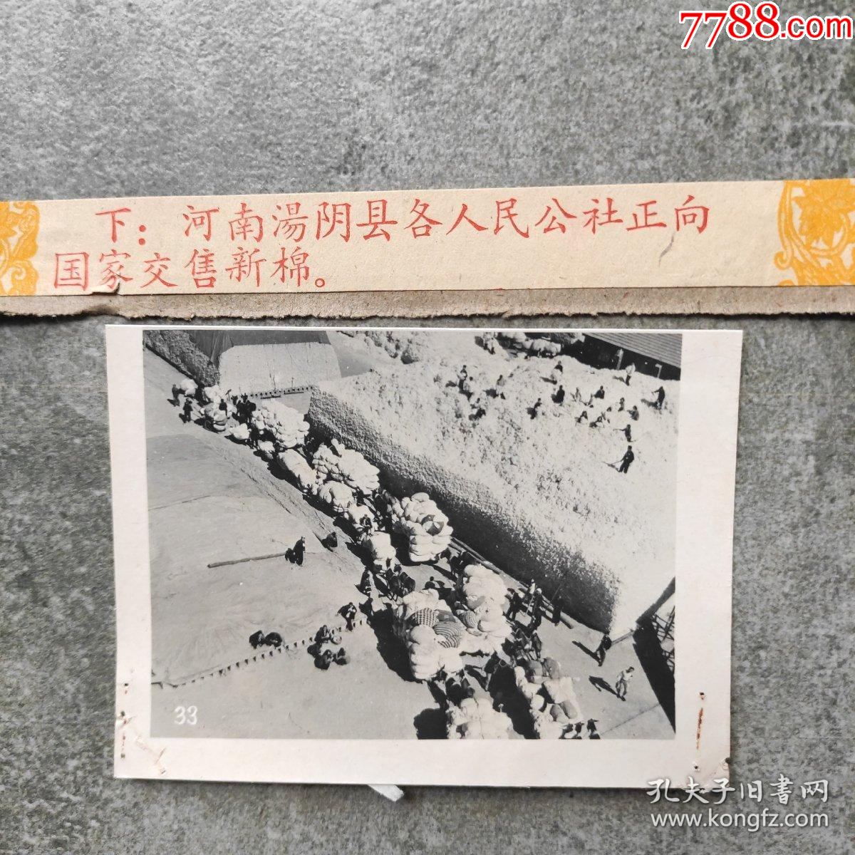 1960年,河南汤阴县,公社农民向国家交售新棉