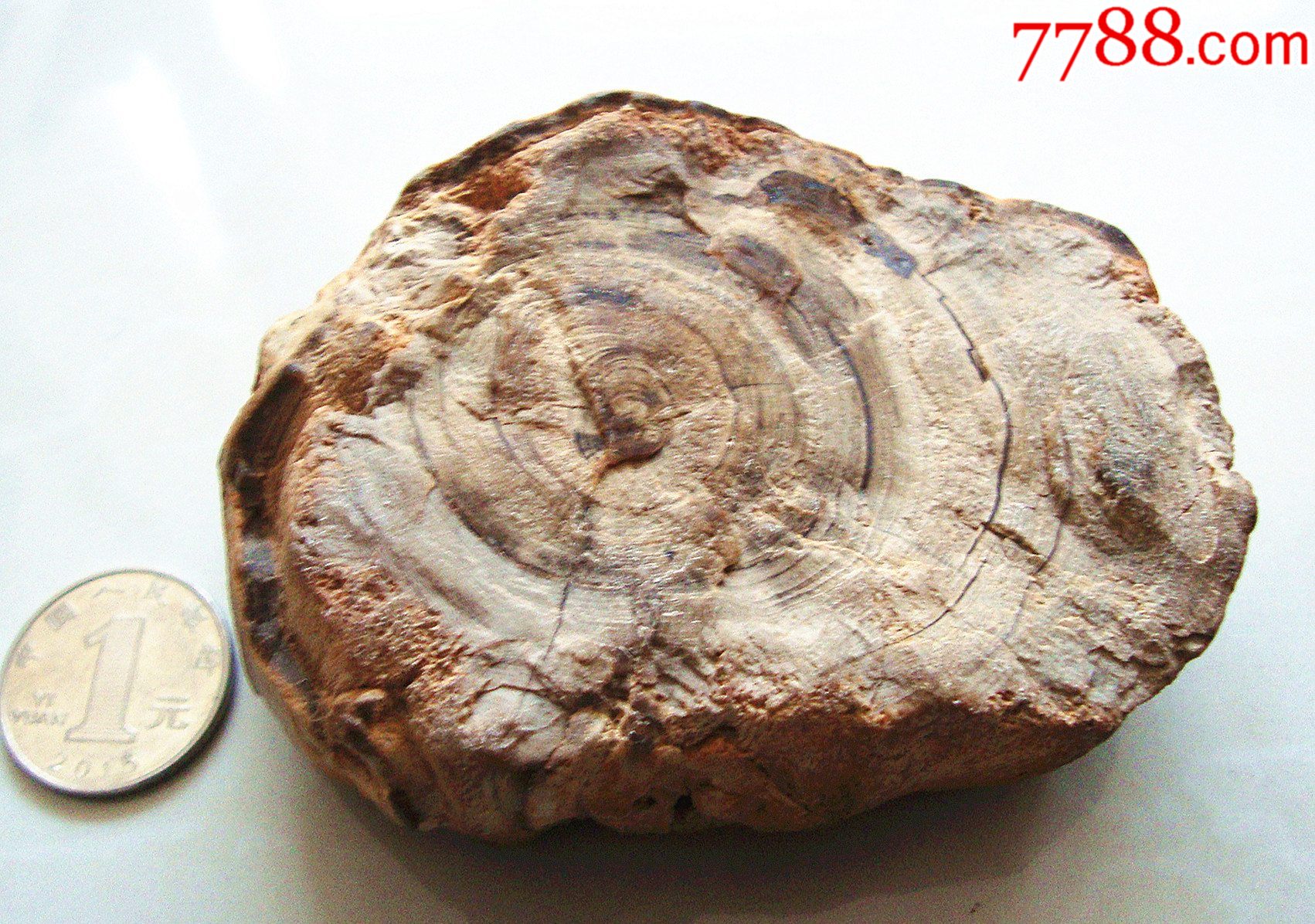 木化石【10cm*6cm】