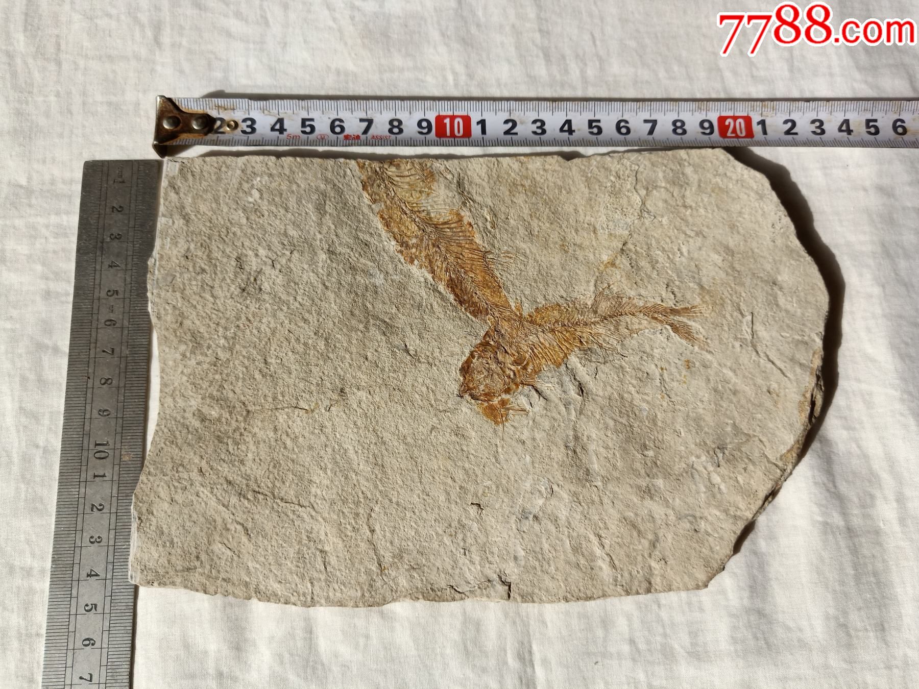 鱼化石【2021—10—18】_动植物化石_图片鉴赏_收藏价格_7788铜器收藏