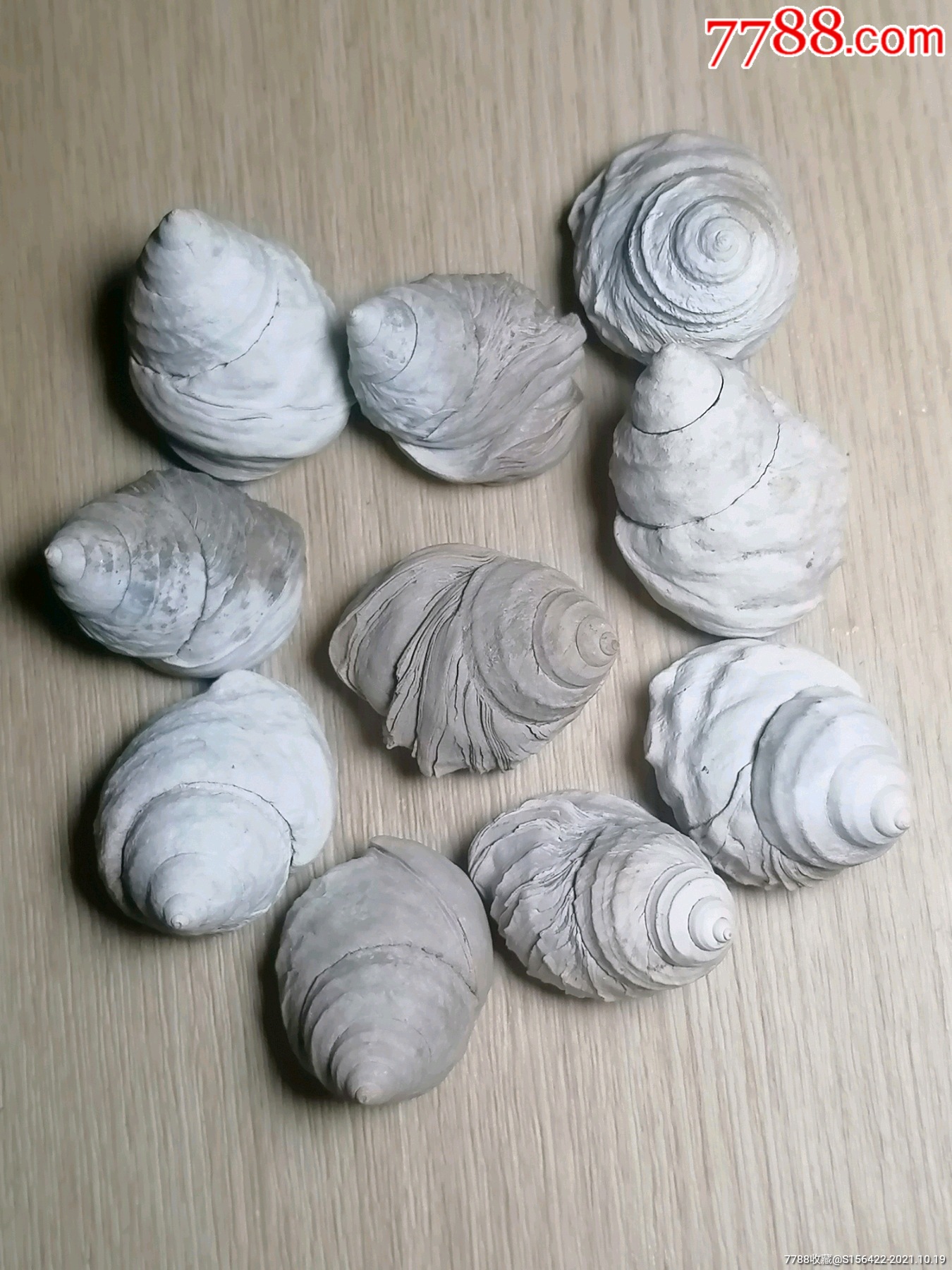 小三角螺化石10个