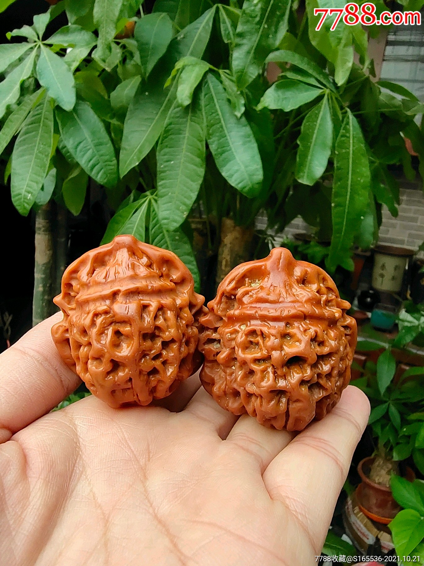 天然核桃文玩把玩健身如图随机发456厘米之间清仓