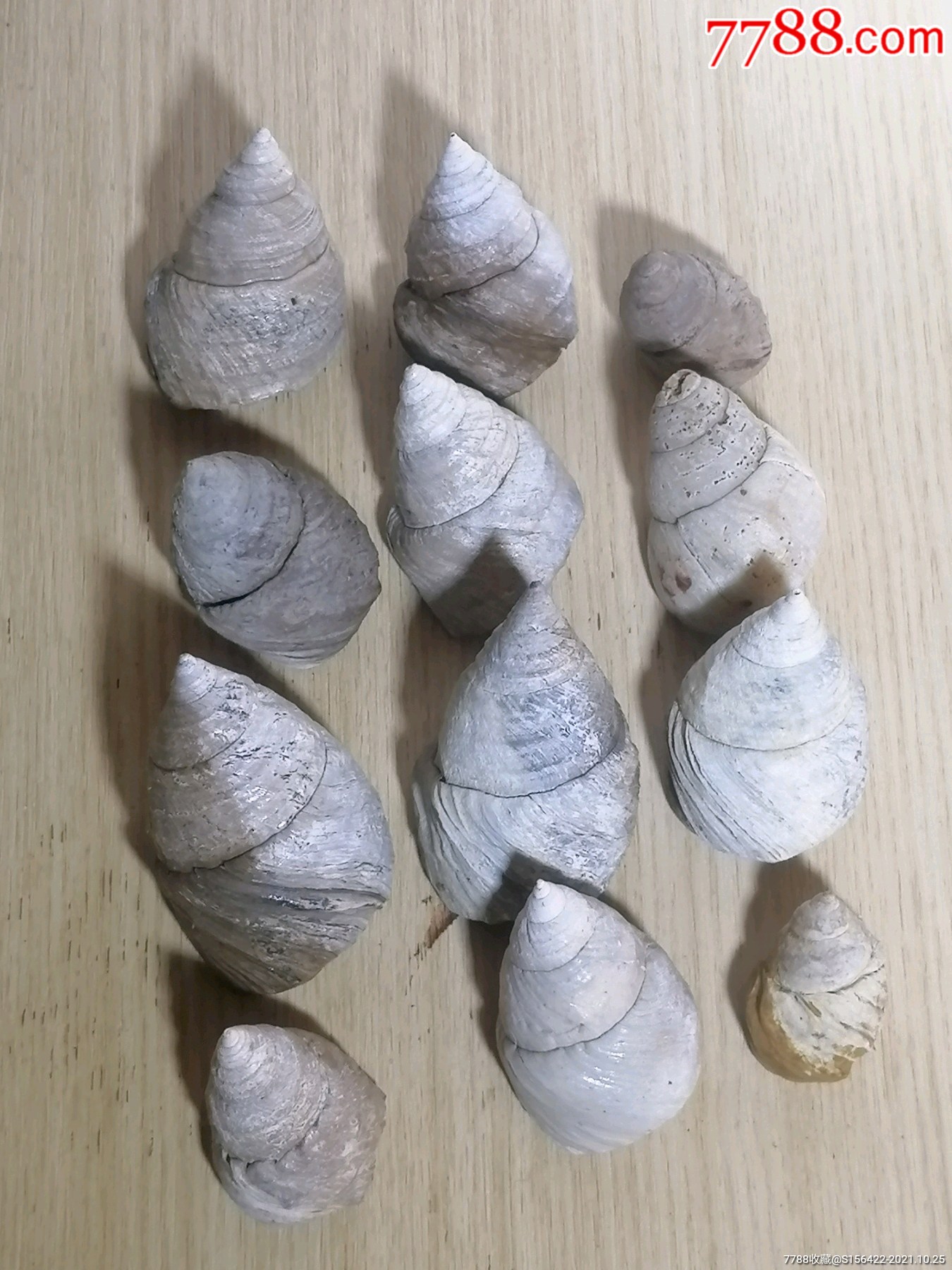 三角螺化石12个