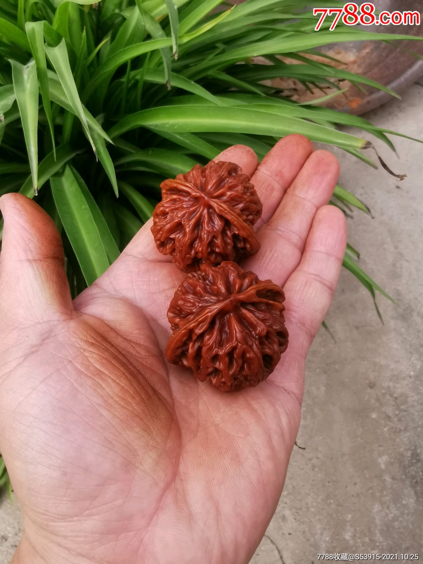 文玩核桃苹果园