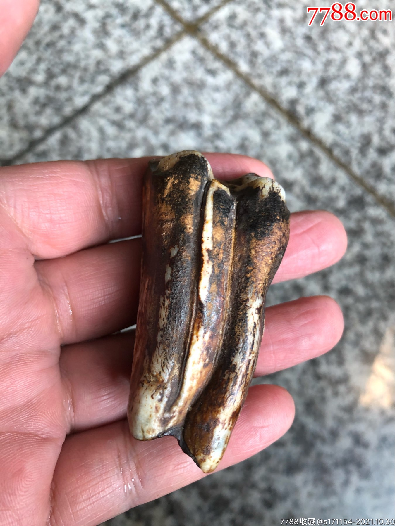 远古动物牙齿(厚实饱满美品)