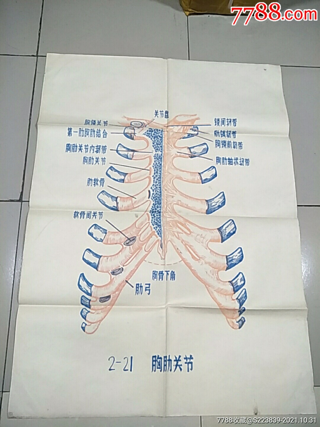 醫學教學掛圖11早期1開胸肋關節