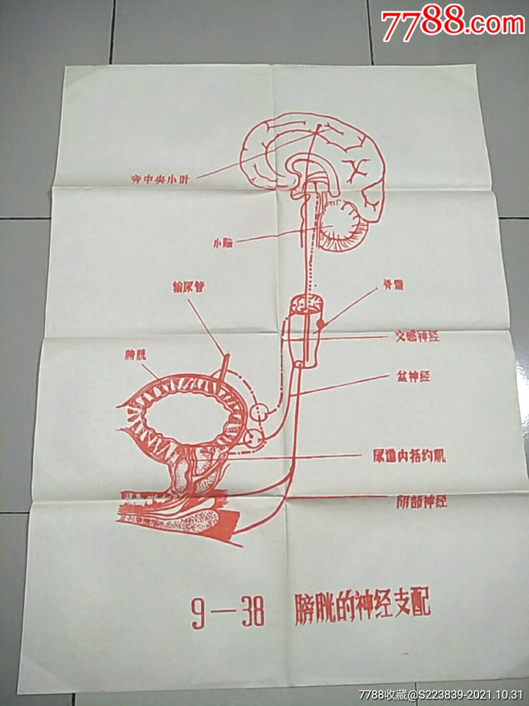 早期医学挂图18早期1开膀胱的神经支配