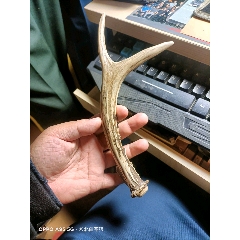 清代民国时期鹿角麂子角解绳器骨觽