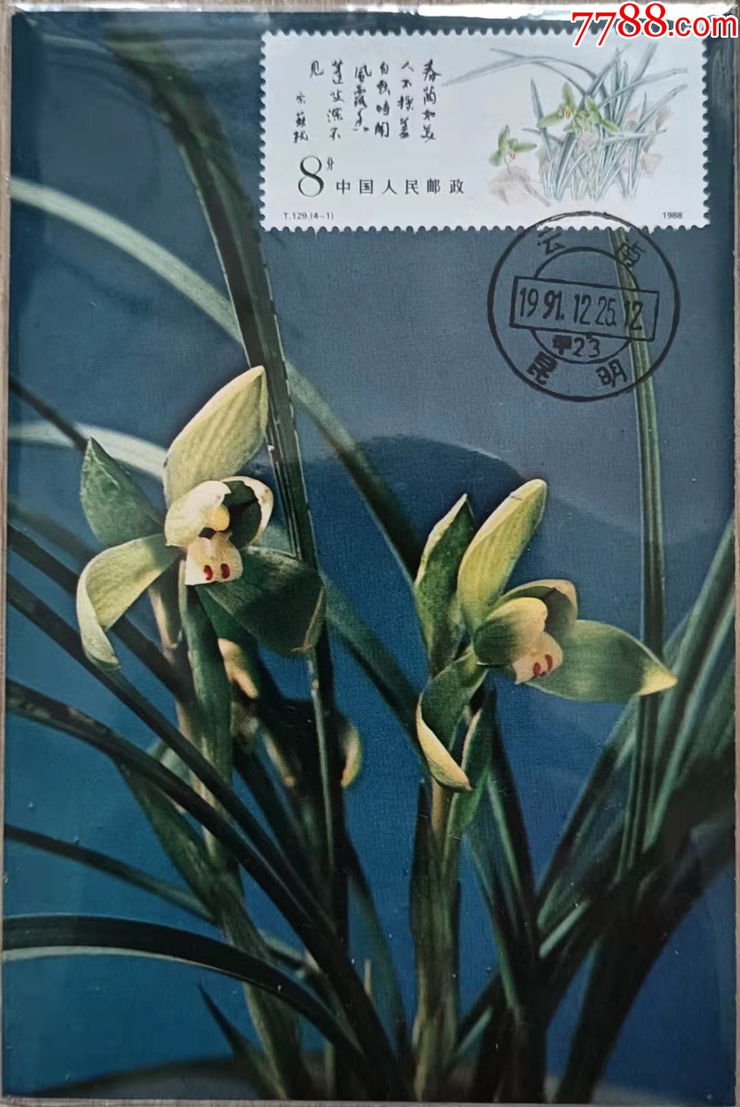 t129-1兰花极限片