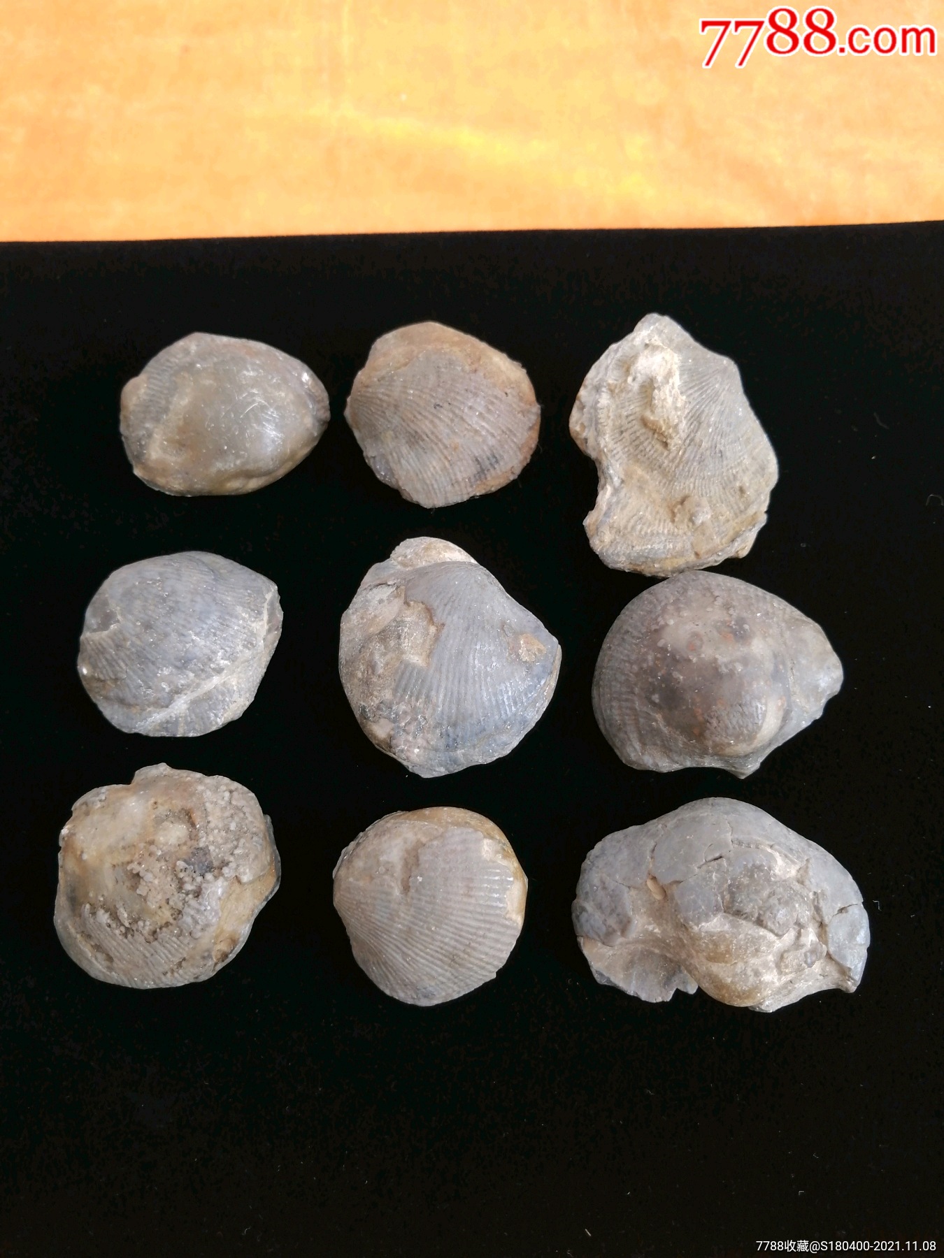贝壳化石9个