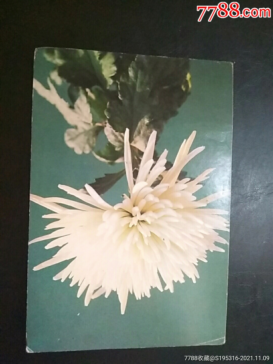 菊花玉翎管中国世界语出版社