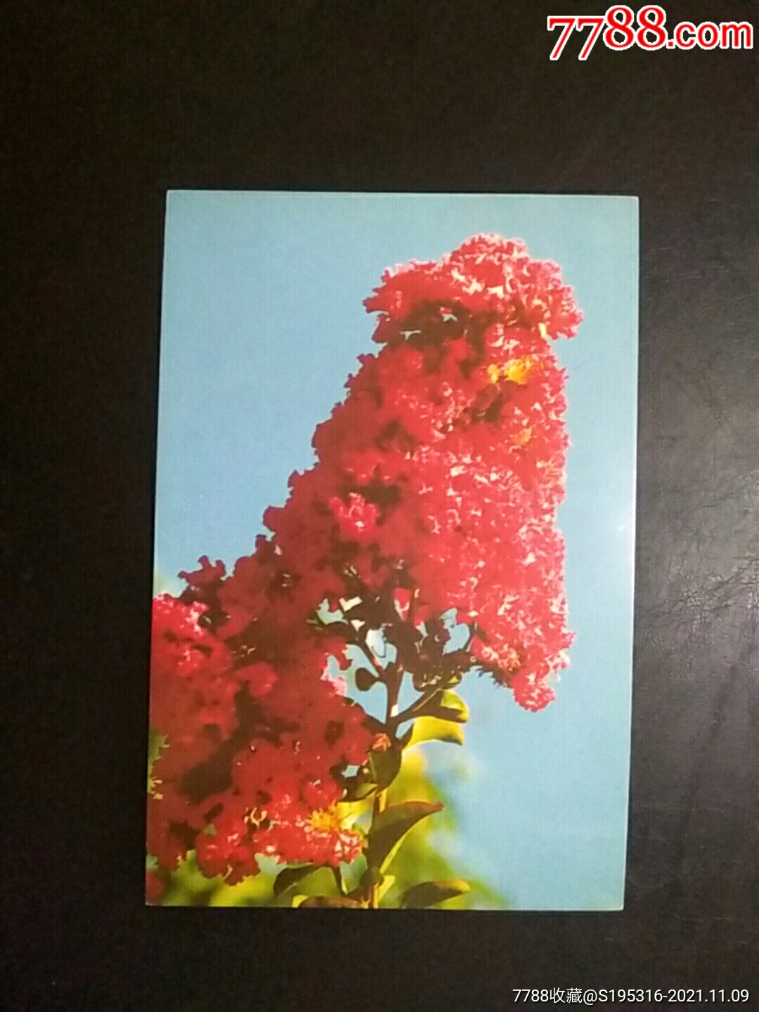 火把花中国画报社