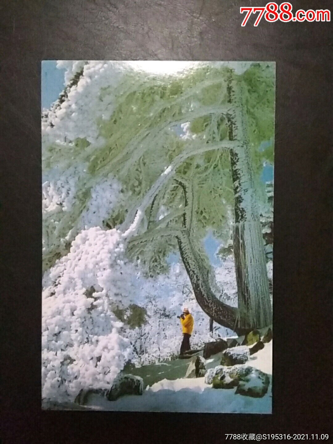 黄山风景明信片,竖琴松_普通明信片_邮戳收藏【7788收藏__收藏热线】