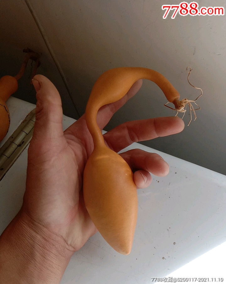 天然尖肚大蚂蚁,手捻葫芦/葫芦制品,手捻葫芦,年代不详,天然,se