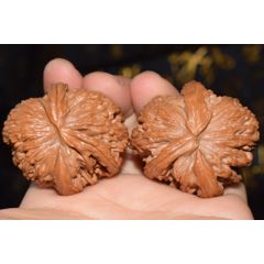 白狮子头犀牛异形文玩核桃_文玩核桃_品种图片_收藏价格_7788核雕收藏