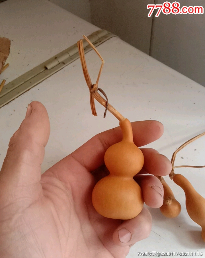 天津嘴儿小葫芦