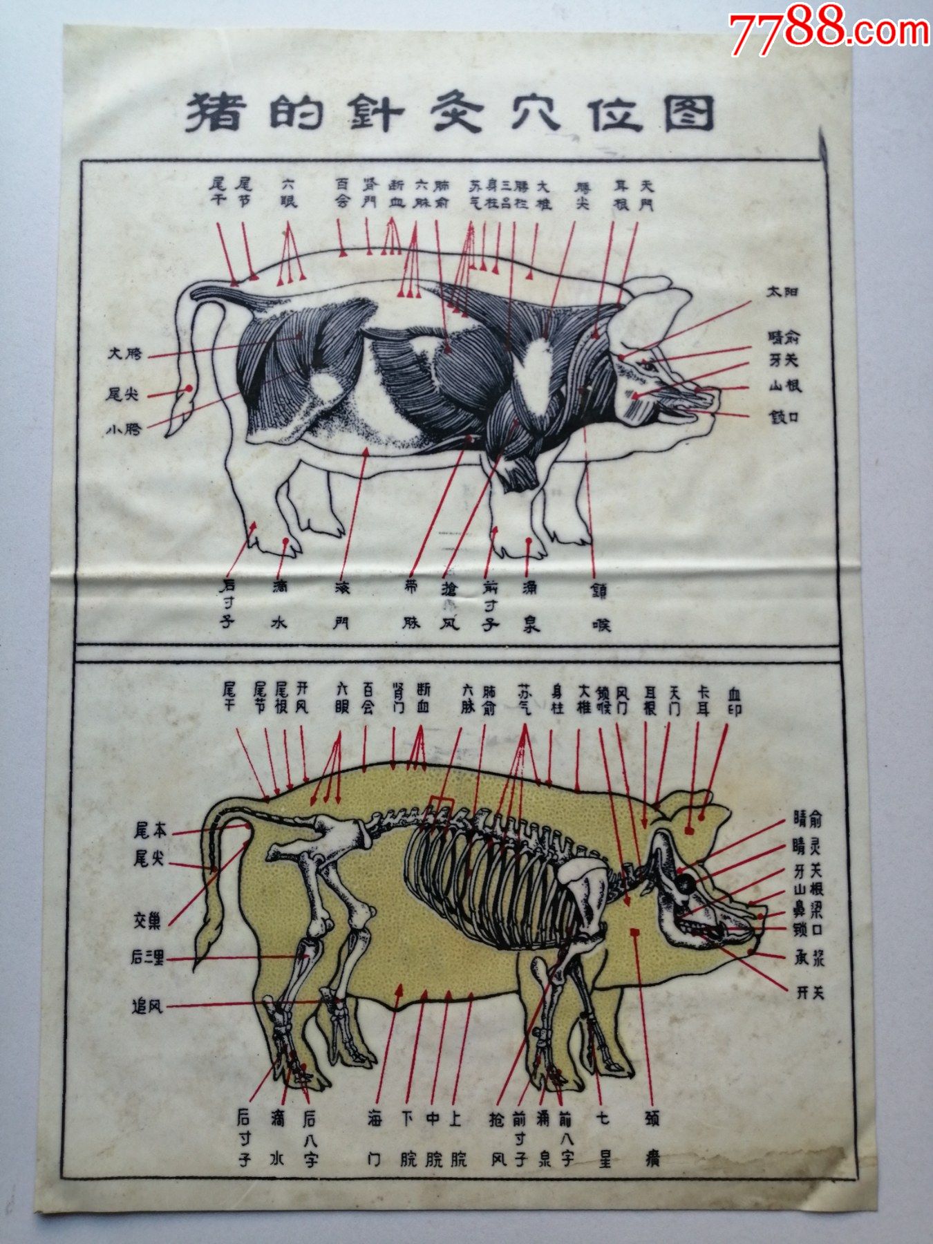 猪的针灸穴位图(罕见孤品)