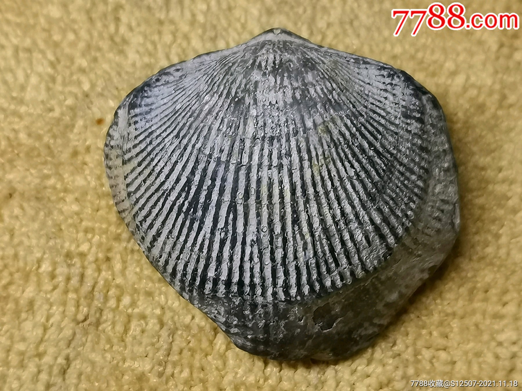 远古贝壳化石