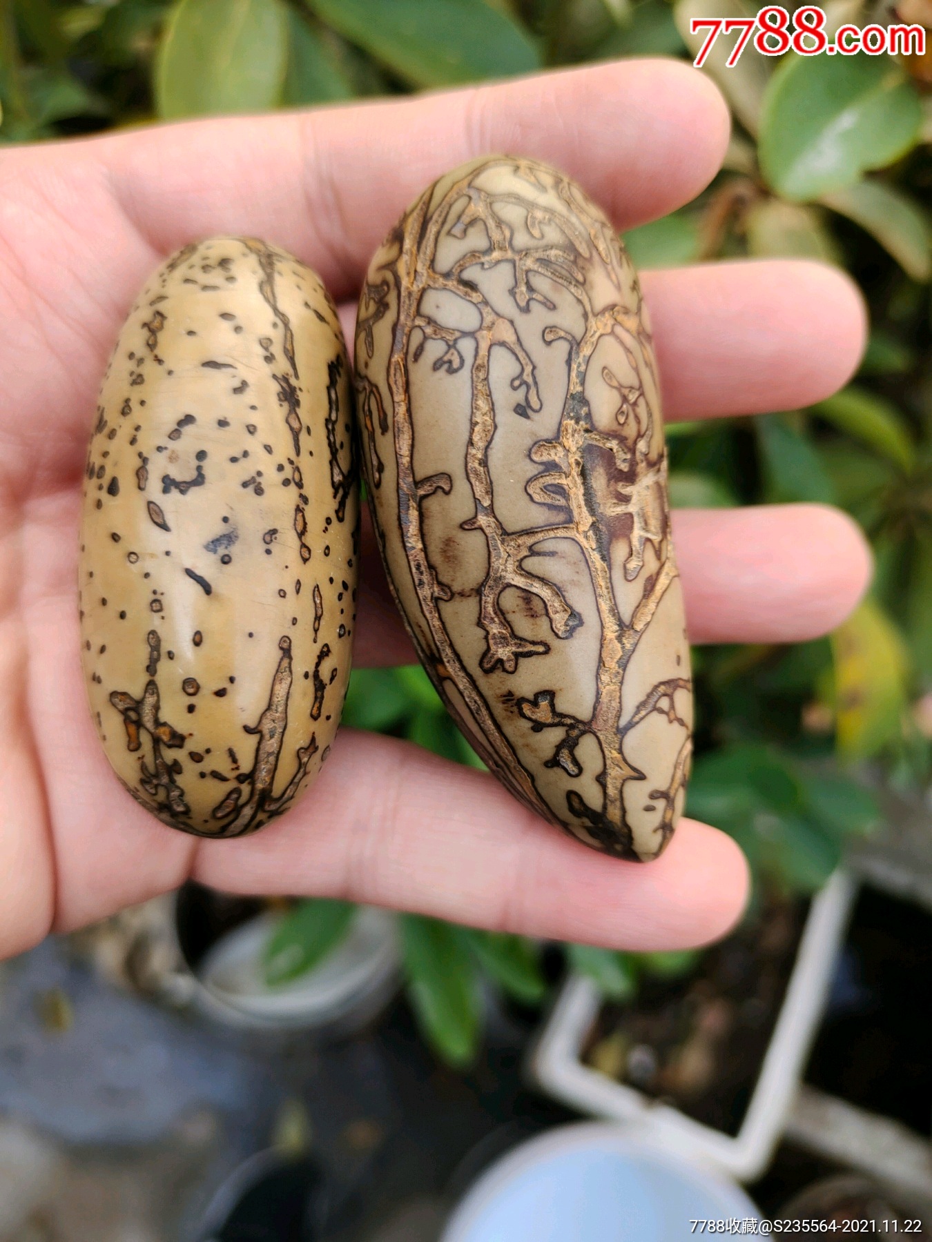 菩提子近现代的东西