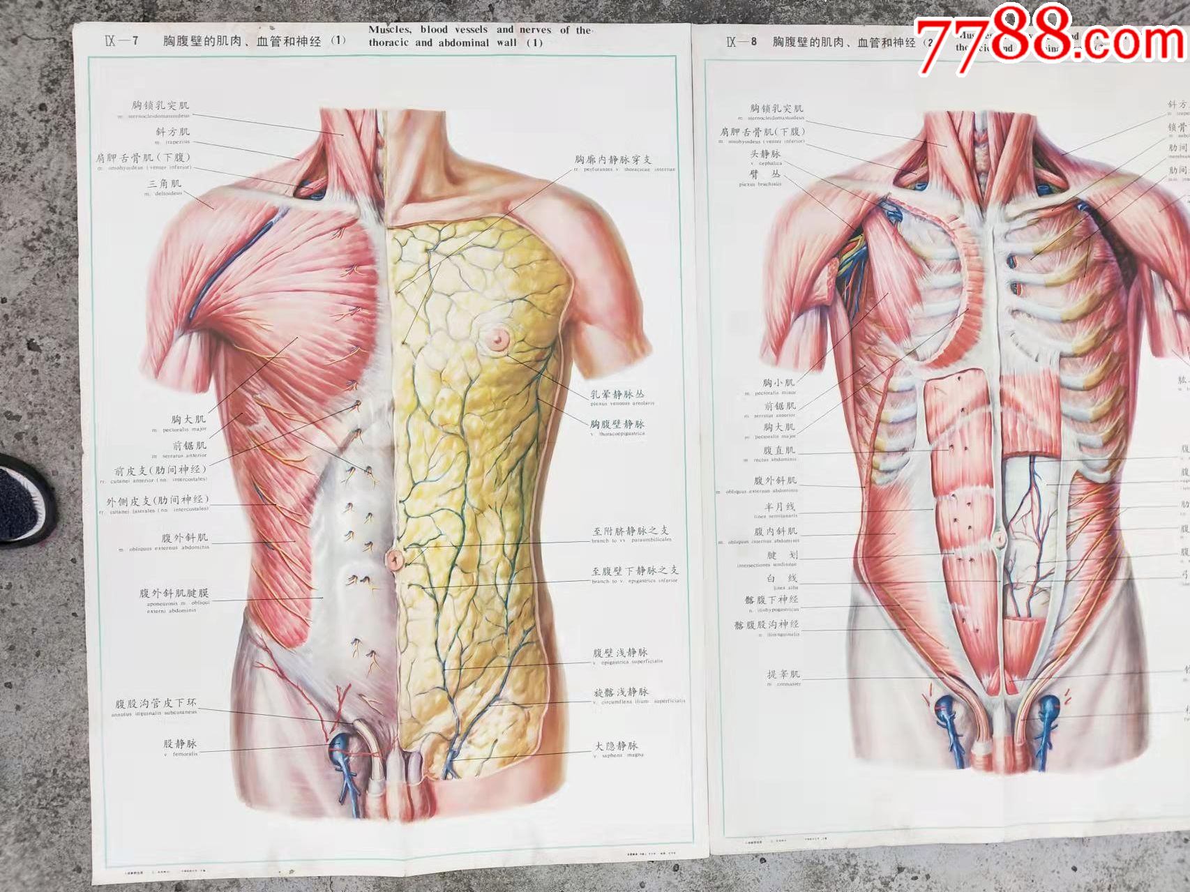 人体解剖挂图真人版图片