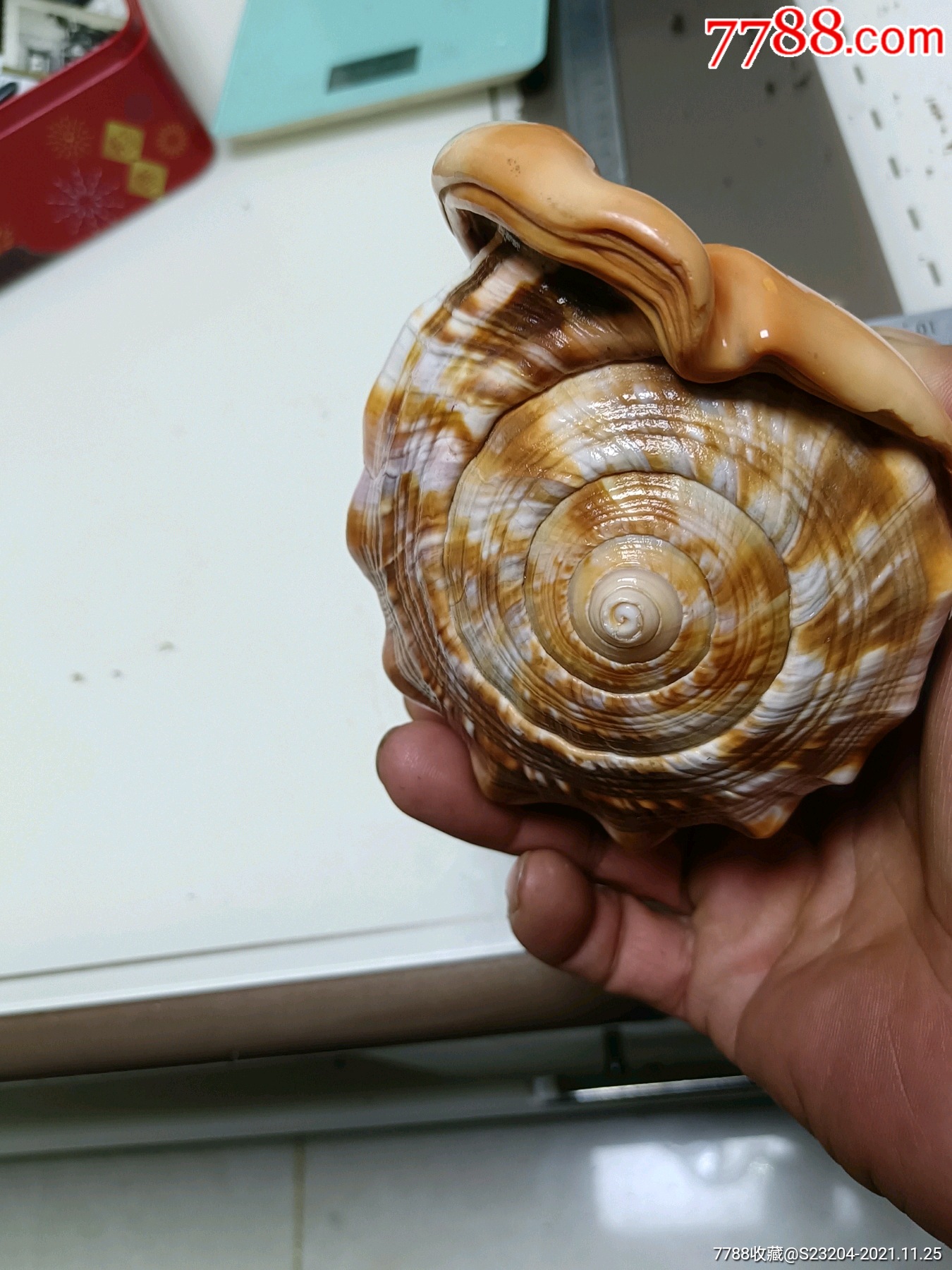 纯天然万宝螺16cm四大名螺之一