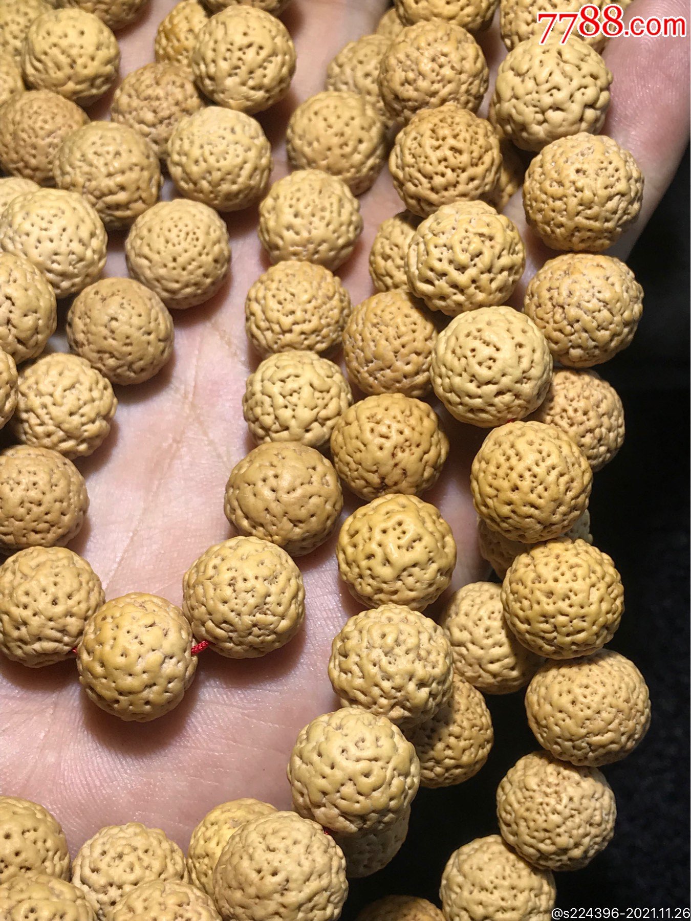 仅此一条精美毕业级佛螺菩提一条