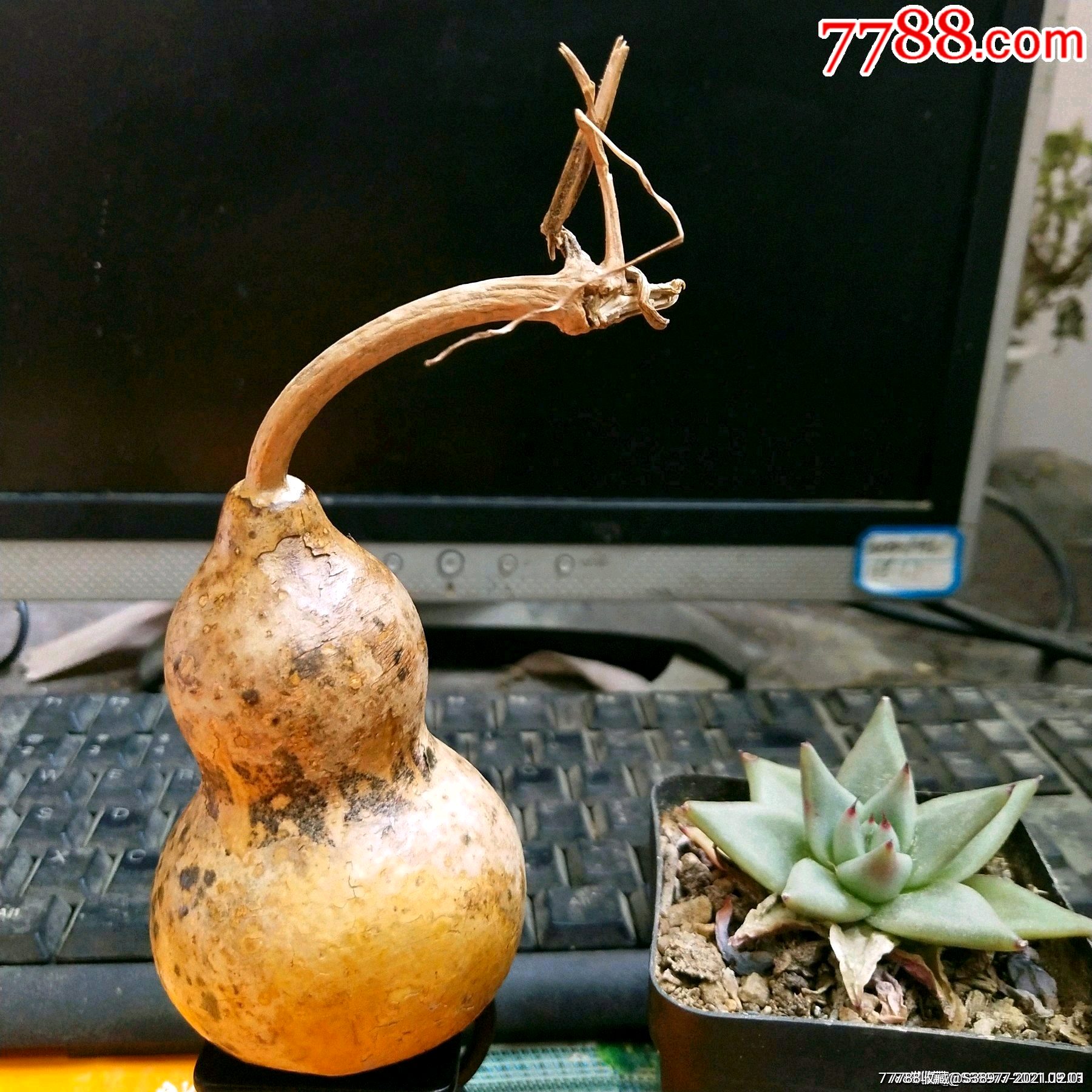 t375花皮葫芦一个