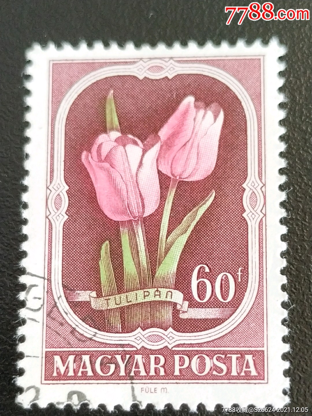 1951年匈牙利药用植物花卉国花郁金香雕刻版邮票1枚销