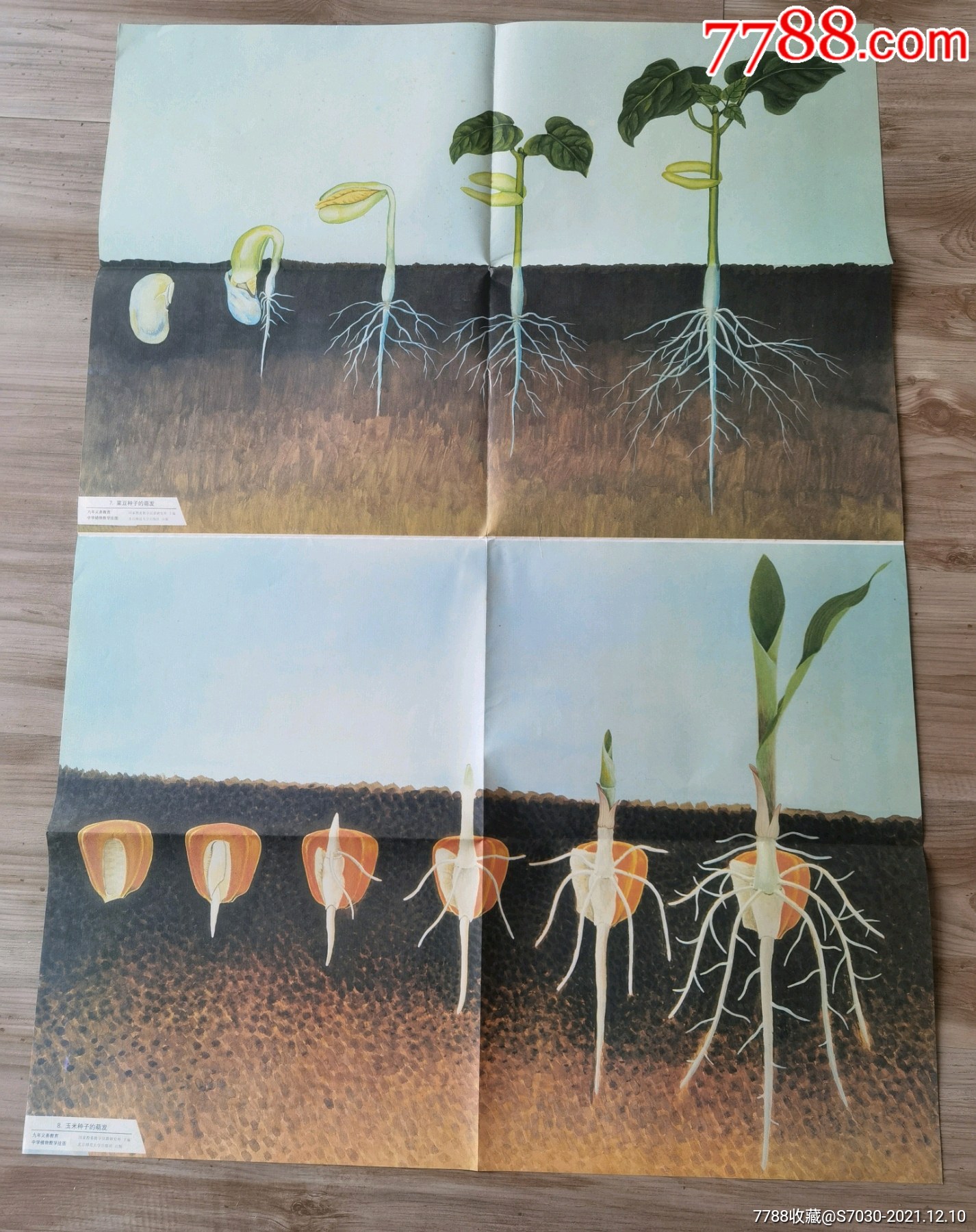 种子萌发过程图图片