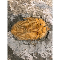 德氏虫化石_动植物化石_小国钱府【7788纪念钞】