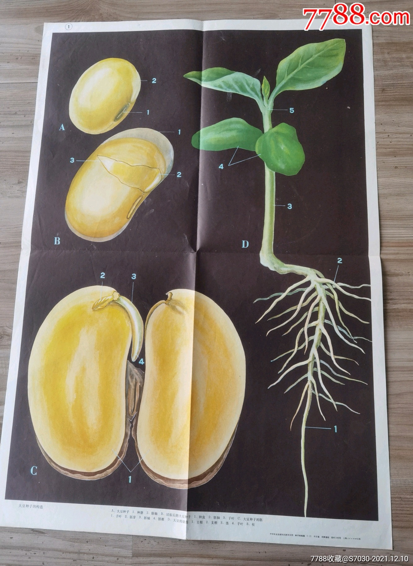 观察玉米种子的结构图图片